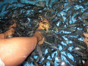 fish spa massage