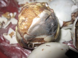 balut fetus egg manila