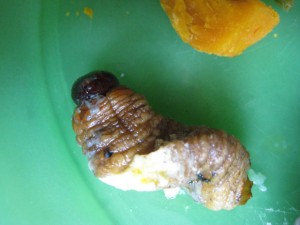 grub in ecuador