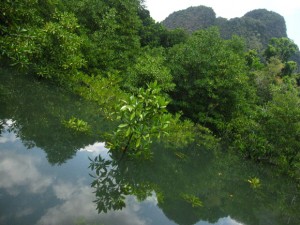 tha pom khlong song nam krabi thailand