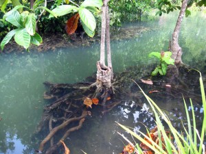 tha pom khlong song nam krabi thailand