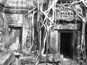 angkor wat temple with tree