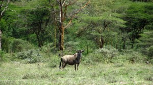 Nairobi Attractions